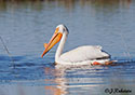 Pelecanus erythrorhynchos